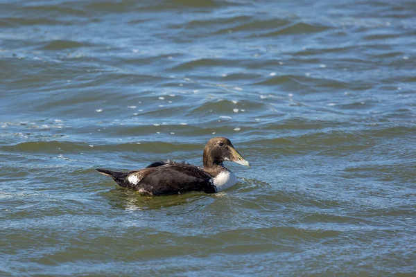 A female eider duck swimming in the sea in the north of Denmark at a windy day in spring.