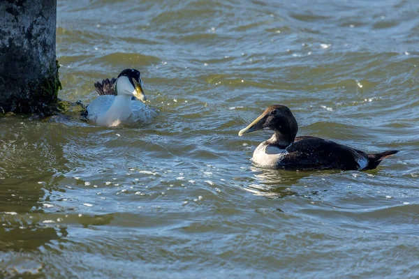 Eider duck swimming in the sea in the north of Denmark at a windy day in spring.