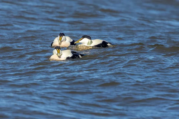 Danimarka 'nın kuzeyinde baharda rüzgarlı bir günde denizde yüzen Eider ördeği..