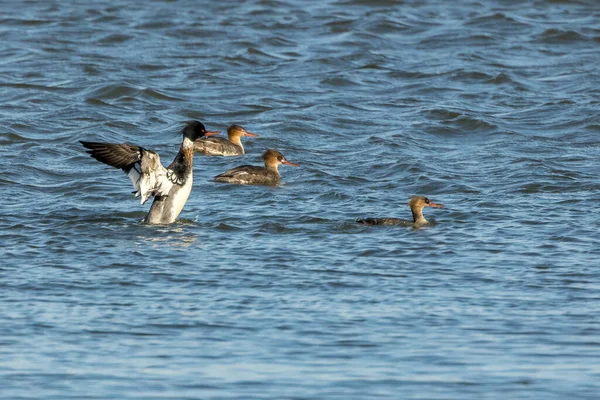 Kuzey Danimarka 'da, rüzgarlı ama güneşli bir baharda denizde yüzen bir grup kızıl göğüslü merganser..