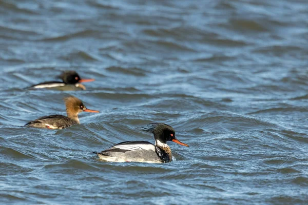 Male Red Breasted Merganser Swimming Sea North Denmark Windy Sunny — Stock Photo, Image