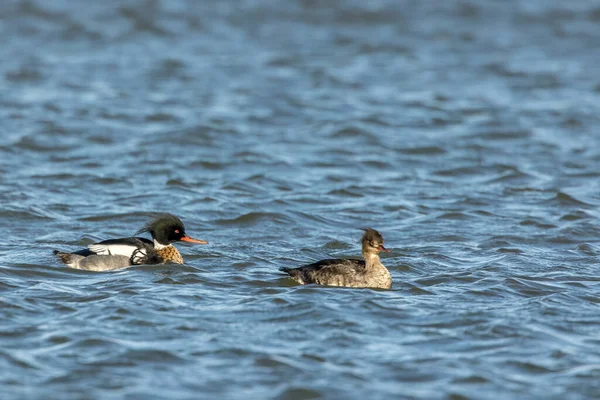 Danimarka 'nın kuzeyinde, bahar aylarında rüzgarlı ama güneşli bir günde yüzen kızıl göğüslü dişi bir merganser..