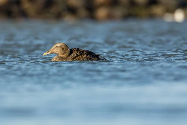 Une Femelle Canard Eider Nageant Dans Mer Dans Nord Danemark — Photo