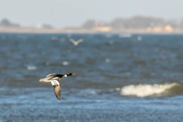 Merganser Macho Peito Vermelho Voando Acima Mar Norte Dinamarca Dia — Fotografia de Stock