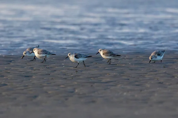 Grupo Sandpipers Que Correm Longo Uma Praia Norte Dinamarca Dia — Fotografia de Stock