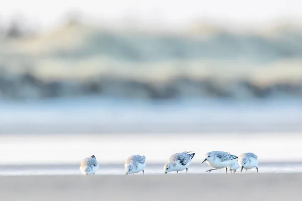 Een Groep Zandlopers Die Een Koude Maar Zonnige Dag Het — Stockfoto