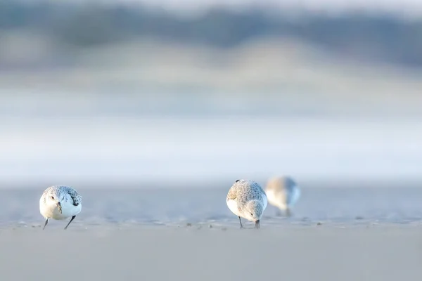 Группа Песчаников Бежит Вдоль Пляжа Севере Дании Холодный Солнечный День — стоковое фото