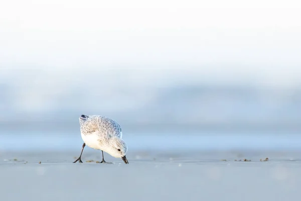 Een Groep Zandlopers Die Een Koude Maar Zonnige Dag Het — Stockfoto