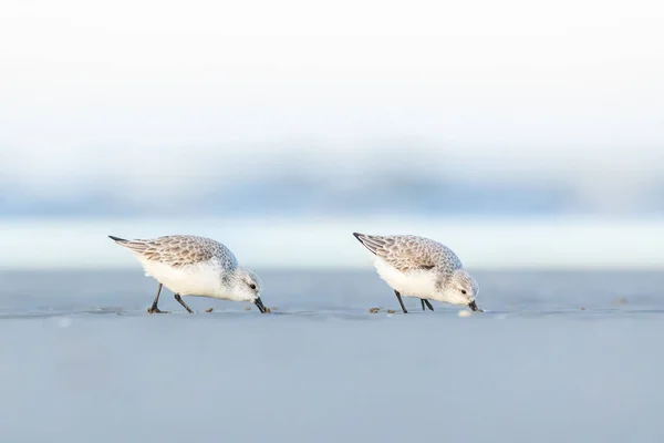 Grupo Sandpipers Que Correm Longo Uma Praia Norte Dinamarca Dia — Fotografia de Stock