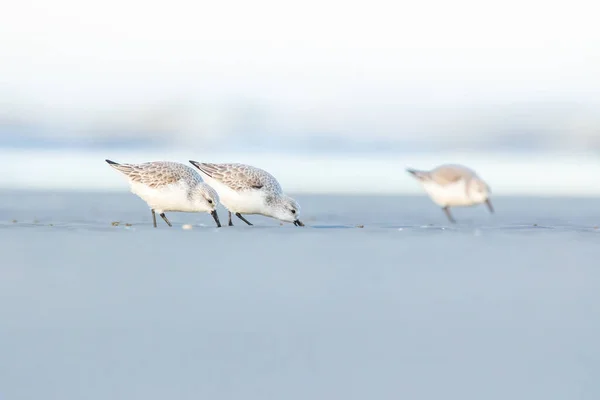 在一个寒冷但阳光明媚的春天 一群沙鱼沿着丹麦北部的海滩奔跑 — 图库照片