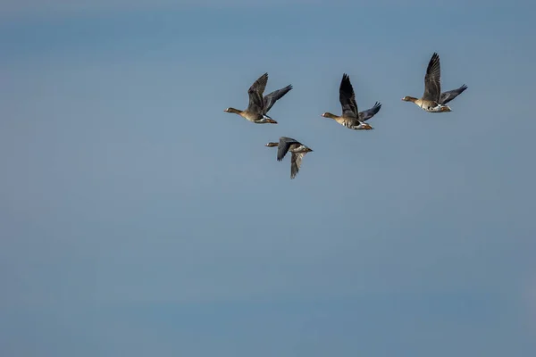 Eine Gruppe Weißstirngänse Fliegt Einem Windigen Aber Sonnigen Frühlingstag Norden — Stockfoto