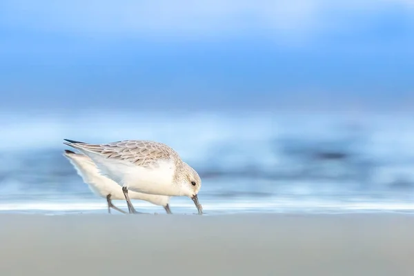 Een Groep Zandlopers Die Een Koude Maar Zonnige Dag Het — Stockfoto