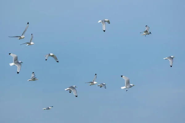 Морские Чайки Летящие Над Пляжем Севере Дании Ветреный День Весной — стоковое фото