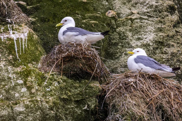 Sea Gull Colony Sitting Nests Rock Beach North Denmark Windy — Fotografia de Stock