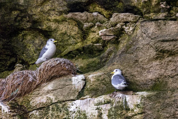 Sea Gull Colony Sitting Nests Rock Beach North Denmark Windy — Fotografia de Stock