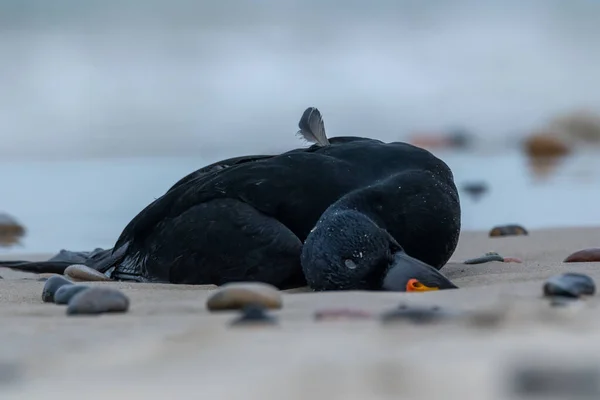 Pato Morto Deitado Praia Aalborg Dinamarca Dia Frio Primavera — Fotografia de Stock