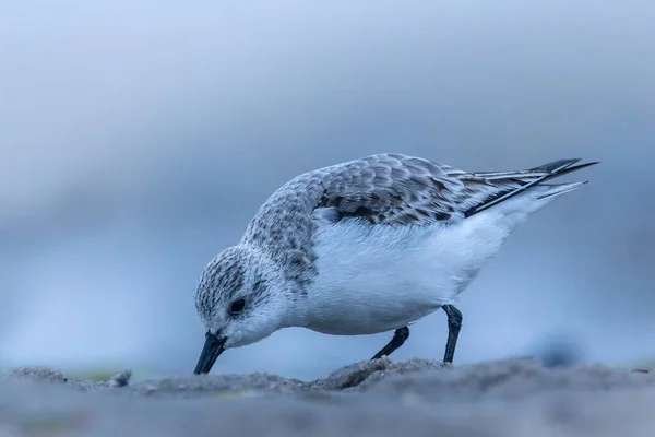 Een Zandloper Loopt Langs Een Strand Het Noorden Van Denemarken — Stockfoto