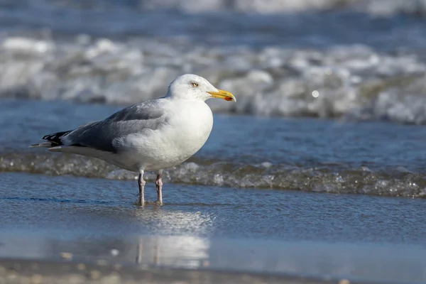 Tengeri Sirály Áll Vízben Egy Strandon Észak Dániában Egy Szeles — Stock Fotó