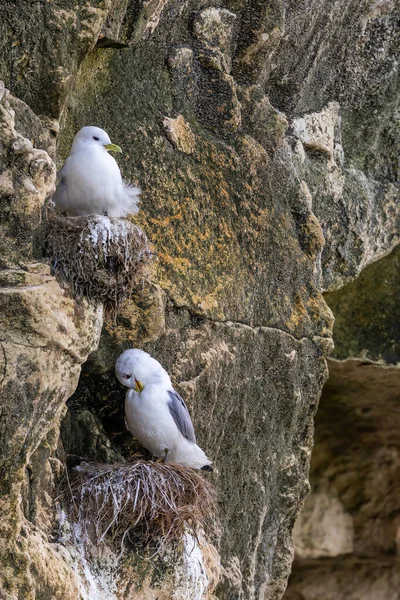 Sea Gull Colony Sitting Nests Rock Beach North Denmark Windy — Fotografia de Stock