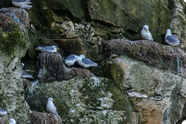 Sea Gull Colony Sitting Nests Rock Beach North Denmark Windy — Fotografia de Stock