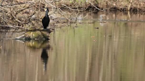 Images Grand Cormoran Noir Assis Sur Arbre Dans Étang Appelé — Video