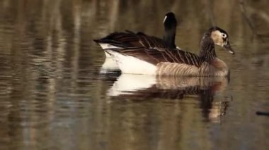 Baharda bulutlu bir günde gölette yüzen iki Kanadalı kaz..