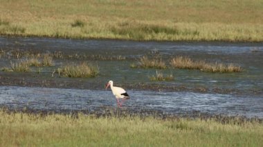 Baharın güneşli bir gününde ıslak bir çayırda yiyecek arayan beyaz bir leyleğin 4k görüntüsü..