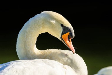 Köln 'den çok uzak olmayan küçük bir gölde, sıcak bir sonbaharda gün batımında güzel beyaz bir kuğu..