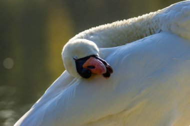 Köln 'den çok uzak olmayan küçük bir gölde, sıcak bir sonbaharda gün batımında güzel beyaz bir kuğu..