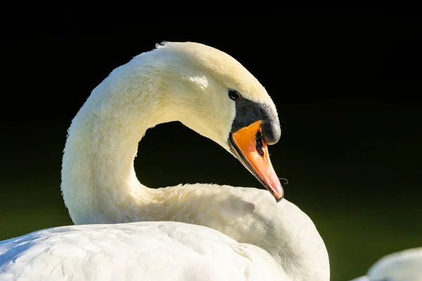 Krásná Bílá Labuť Malém Jezírku Nedaleko Kolína Nad Rýnem Při — Stock fotografie