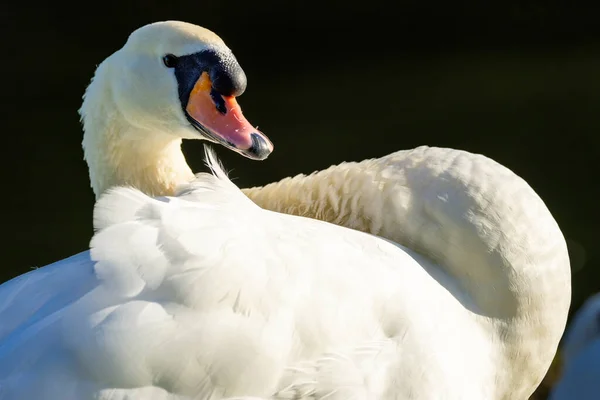 Cisne Branco Bonito Pequeno Lago Não Muito Longe Colônia Pôr — Fotografia de Stock