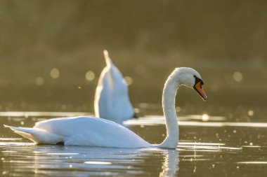 Köln 'den çok uzak olmayan küçük bir gölde, sıcak bir sonbaharda gün batımında güzel beyaz bir kuğu..