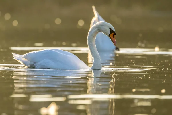 Белый Лебедь Маленьком Озере Недалеко Коломны Закате Теплый Осенний День — стоковое фото
