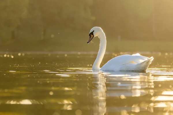 Krásná Bílá Labuť Malém Jezírku Nedaleko Kolína Nad Rýnem Při — Stock fotografie