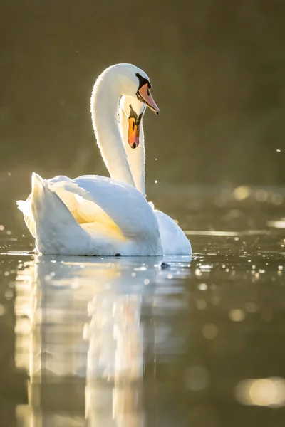 Schöner Weißer Schwan Einem Kleinen See Unweit Von Köln Bei — Stockfoto