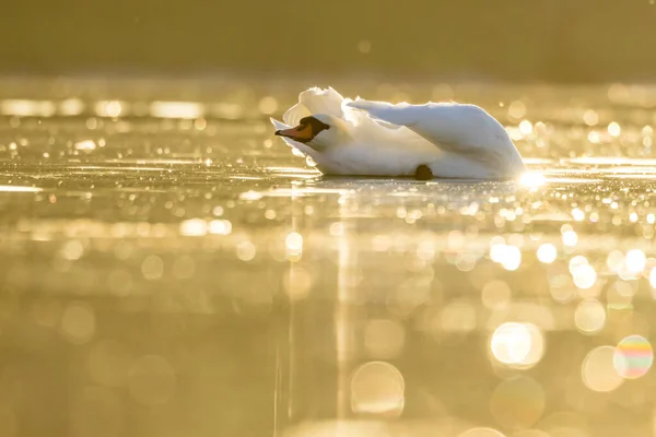 Krásná Bílá Labuť Malém Jezírku Nedaleko Kolína Nad Rýnem Při — Stock fotografie