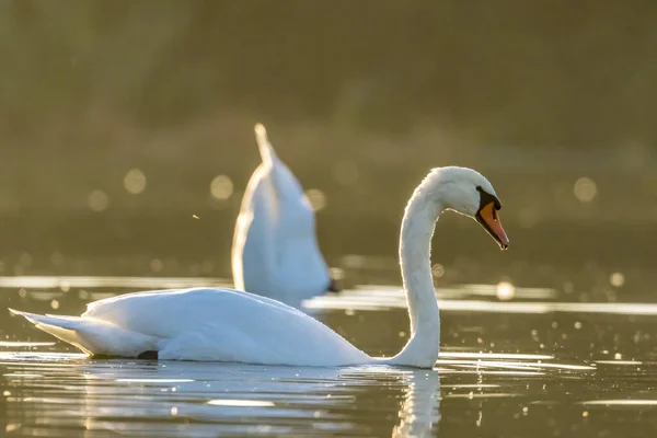 Белый Лебедь Маленьком Озере Недалеко Коломны Закате Теплый Осенний День — стоковое фото