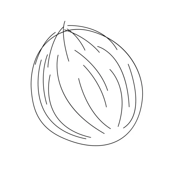 Arte de línea de coco. Esquema. Vector, ilustración, aislado — Archivo Imágenes Vectoriales