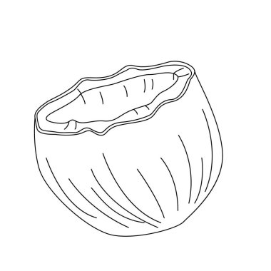 Hindistan cevizi yarım çizgi sanatı. Özet geç. Vektör, illüstrasyon, izole