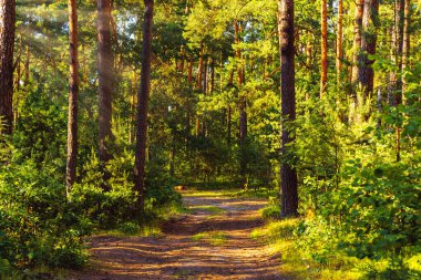 Çam ormanındaki patikada güneş ışığı var.