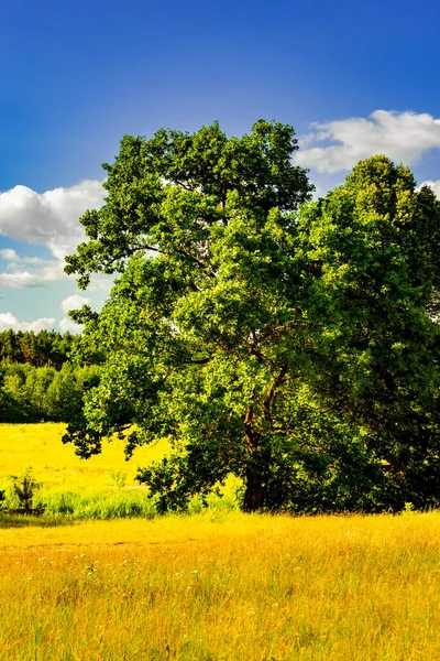 Carvalho Campo Verão Contra Céu Azul Com Nuvens Brancas — Fotografia de Stock