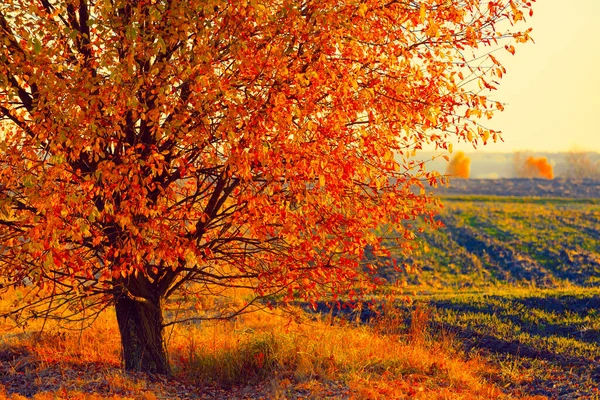 Herbstbaum Auf Dem Feld Bei Sonnenuntergang — Stockfoto