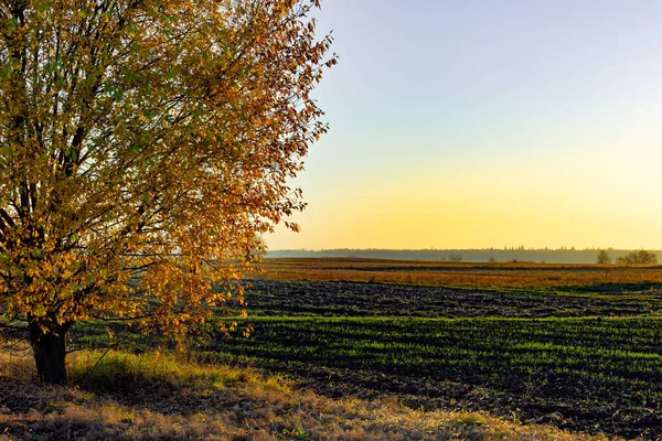 Sonbahar günbatımında tarlada ağaç