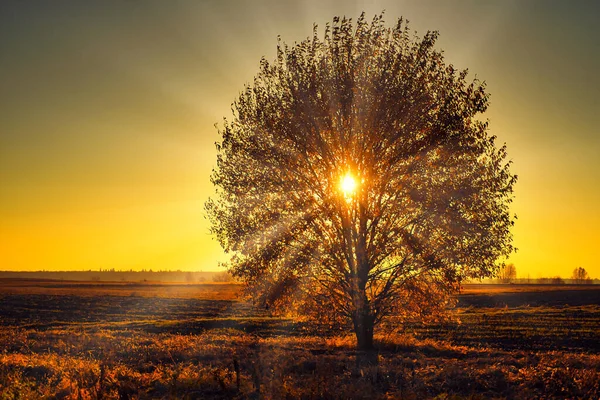 Beautiful Lonely Tree Field Sunset — Zdjęcie stockowe