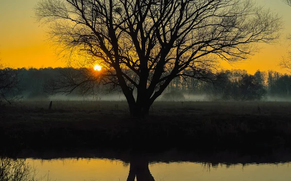 Güzel bir gün doğumu, sisli, ağaçlı ve yansımalı bir nehirde
