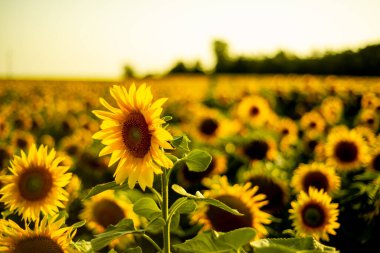 Yazın gün batımında ayçiçekleri