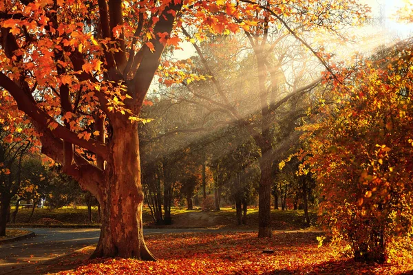 Beautiful Platan Tree Autumn Park Lit Gorgeous Sun Rays — 스톡 사진