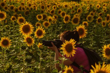 Genç kadın fotoğrafçı elinde kamerayla ayçiçekleri arasında fotoğraf çekiyor.