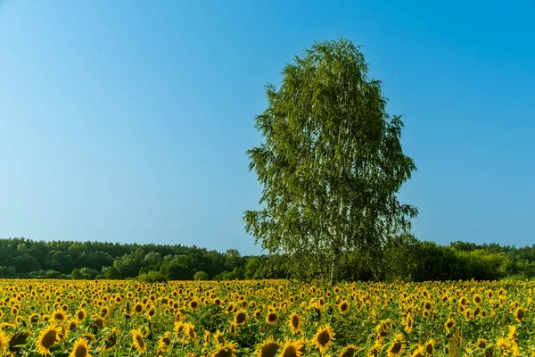 Beatiful Rural Landscape Birch Tree Sunflowers Blue Sky Daytime — Foto de Stock