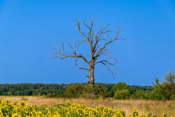 View Lifeless Dry Tree Field Landscape — 스톡 사진